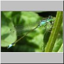 Ischnura elegans - Grosse Pechlibelle 10.jpg